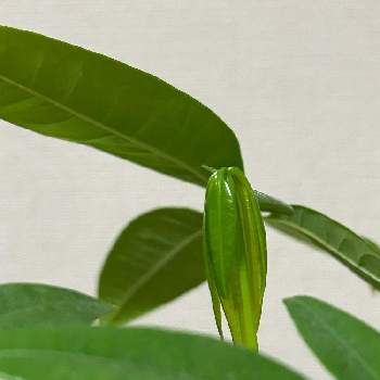 ムシトリスミレ,食虫植物　ムシトリスミレの画像