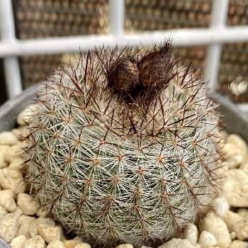 サボテン,紅小町,花芽,多肉植物,猫の額のベランダの画像