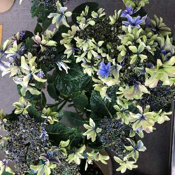 ベランダガーデニング,紫陽花 アジサイ あじさい,コメリ,ハイドランジア♡,ハイドランジア　月虹の画像