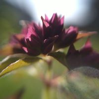 オレガノ,赤朱紅,蕾組の子,全てに祈りを♪,愛しく刹那く儚き命達の画像