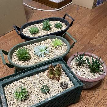 サボテン,ジュウニノマキ,ハオルチア,多肉植物,アロエ科の画像