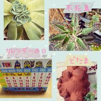 不死鳥,ピンクネーション,多肉植物,鉢植え,可愛いの画像