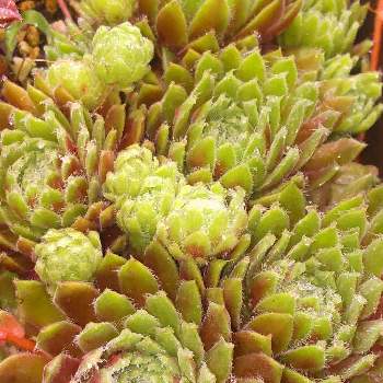 多肉屋敷,多肉植物,観葉植物,ガンマ センペル,sempervivumの画像