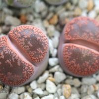 メセン,リトープス属,リトープス✧,タニラー,窓辺の画像