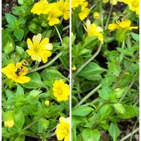 メカルドニア,小さなお花,勝手に選手権,花壇,黄色のお花の画像