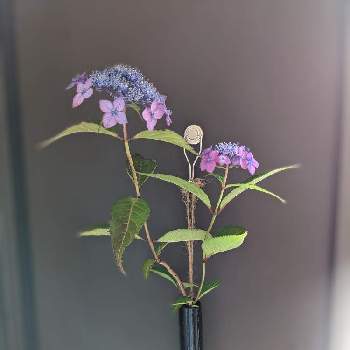 山紫陽花,一輪挿し,切り花,陶房ささ木,紫陽花 アジサイ あじさいの画像