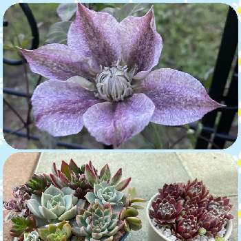 クレマチス 水面の妖精,多肉植物,愛しの紫,多肉寄せ植え,広い庭の画像