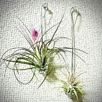 チランジア,コットンキャンディの画像