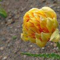チューリップ,八重咲きチューリップ,小さな庭の画像