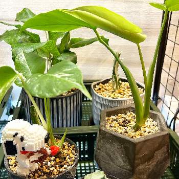 斑入りモンステラの茎伏せ,ホワイトゴースト,微斑入りモンステラ,カラテア・ムサイカ（モザイク）,毎月2日はスヌーピーの日の画像