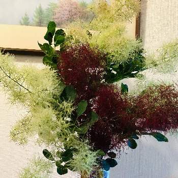 スモークツリー,ふわふわ,煙みたいな花,モフモフ,切り花の画像