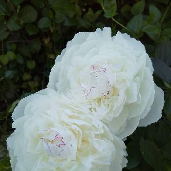 芍薬,寝室の画像