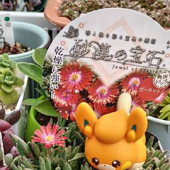 植物のある暮らし,カメラ女子,お写ん歩,GS映え,ナチュラルガーデンの画像