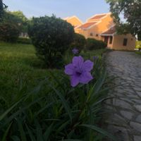 ヤナギバルイラソウの画像