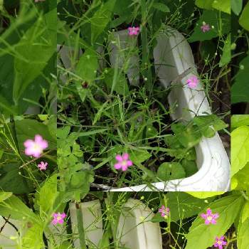 小さな小さな花,プランター, かすみ草,初夏の訪れ,優しい花色の画像