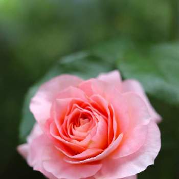 ばら バラ 薔薇,ピンクの花,癒し,ナチュラルガーデン,挿し木の画像
