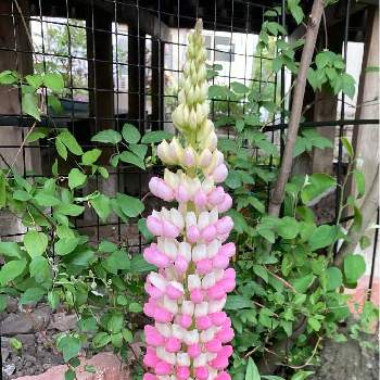 ルピナス,お花大好き♡,花壇,ルピナス*,北海道からの画像