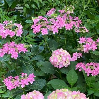 紫陽花 ダンスパーティー,ガクアジサイ,紫陽花,素敵なお花,母の日プレゼントの画像