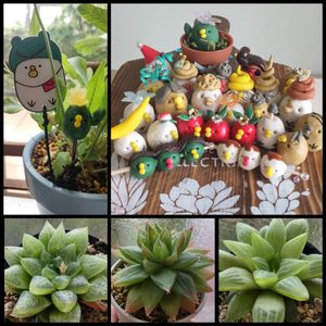 ハオルチア レツーサ,ハオルチア　雲翠,うんこ,ぼん・雲翠,ぼん・レツーサの画像