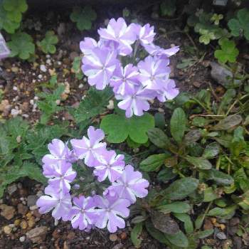 おうち園芸,ブルーコーナー,可愛い〜♡,ブルーの花,地植えの画像