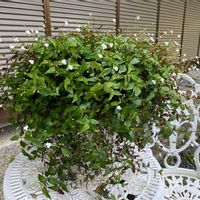 ブライダルベール,おうち園芸,花が好き,花のある暮らし,小さな庭の画像