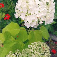 アメリカあじさい,アナベル,挿し芽,観葉植物,アメリカアジサイ アナベルの画像