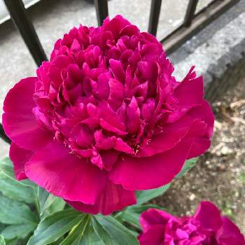 シャクヤク,芍薬,毎年の楽しみ,お花に癒されて,今日のお花の画像