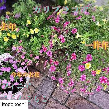 籾殻,土壌改良,コンポスト,微生物資材,園芸の画像