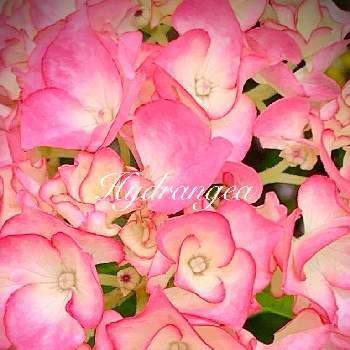 アジサイ,アジサイ ’ マリーアントワネット ',2023♡マイ♡ガーデン,ピンクの花,庭の花の画像