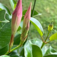 マンデビラ,金曜日の蕾たち,蕾♡大好き,おうち園芸,お花に癒されての画像
