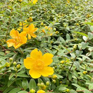 ヒペリカム ヒドコート,タイリンキンシバイ,ビタミンカラー,黄色の花,植栽の画像