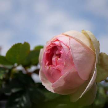 バラ,ピエールドゥロンサール,開花,lumix-gh5m2,S家の庭の植物の画像