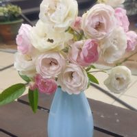 ミニ薔薇　マルゴス•シスター,ばら バラ 薔薇,花瓶,我が家の花壇,生花好きの画像