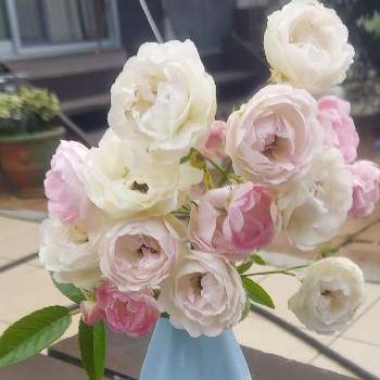 ミニ薔薇　マルゴス•シスター,ばら バラ 薔薇,花瓶,我が家の花壇,生花好きの画像