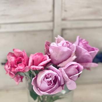 フランスのバラ,香りのあるバラ,花のある暮らし,バラを楽しむ,切り花の画像