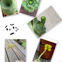 ドドランタリス,多肉植物,枯れるの？,ガーデニング大好き,ドドランタリスの花の画像