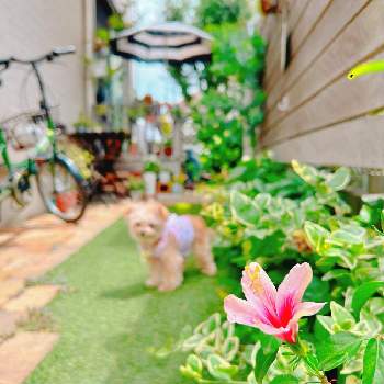 きく,いちょう,黄葉（おうよう）,北アルプス,紅葉（こうよう）の画像