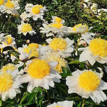 きく,いちょう,黄葉（おうよう）,北アルプス,紅葉（こうよう）の画像