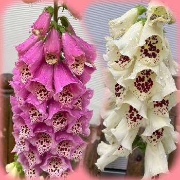 きく,いちょう,黄葉（おうよう）,北アルプス,紅葉（こうよう）の画像