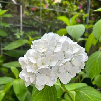きく,いちょう,黄葉（おうよう）,北アルプス,紅葉（こうよう）の画像