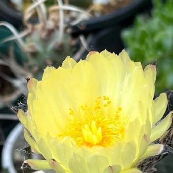 サボテンの花,棚の画像