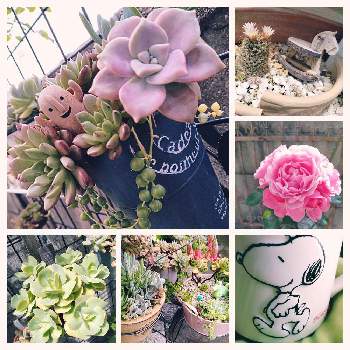 多肉植物,ばら バラ 薔薇,庭の花,多肉植物寄せ植え,お庭の植物の画像