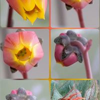 エケベリアのお花,エケベリア,金曜日の蕾たち,みどりのある暮らし,花の金曜日の画像