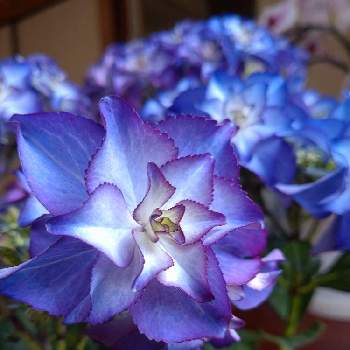 青い花マニア,紫陽花　カサノバブルー,母の日のプレゼント,あじさいフォトコンテスト2023,お出かけ先の画像