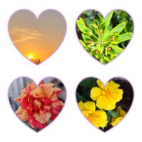 ミニバラ,ローズマリー,ユーフォルビア・カラキアス,春♡,ばら バラ 薔薇の画像