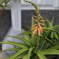 アロエ,思い出,名古屋 東山動植物園,お出かけ先の画像