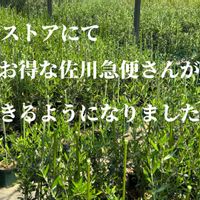 多肉植物,オリーブ！,観葉植物,GREEN JAM,foliageplantの画像