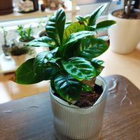 コーヒーの木の画像
