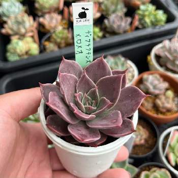 ディフラクテンス×ロメオ,多肉植物,紅葉する多肉,エケベリア属,chii*ユキセミさん苗の画像