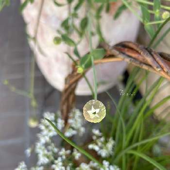 シレネ・スワンレイク,金曜日の蕾たち,寄せ植え,小花会,鉢植えの画像